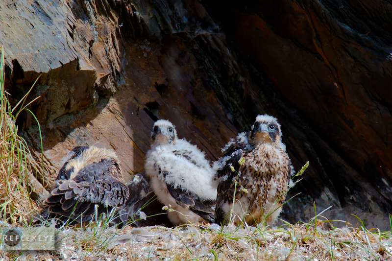 Peregrine chicks1